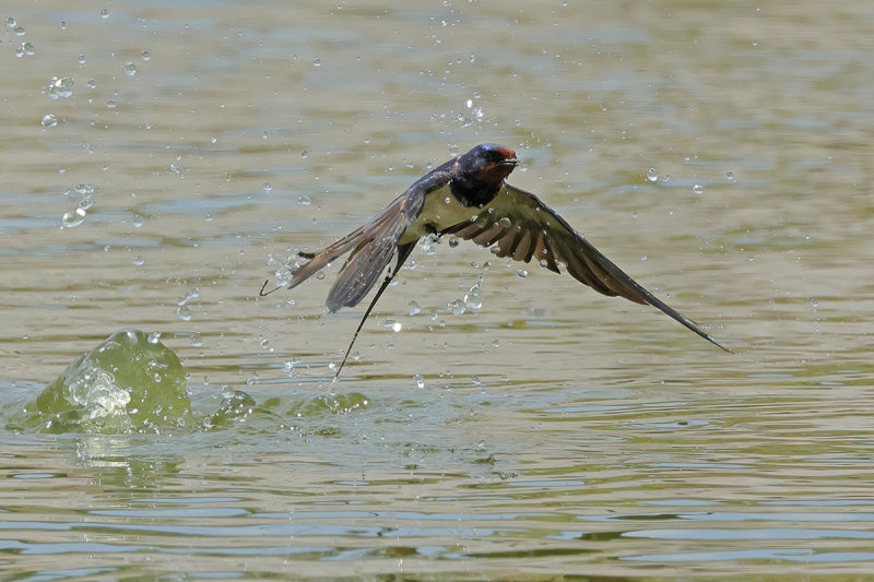 Barn Swallow (Hirundo rustica)