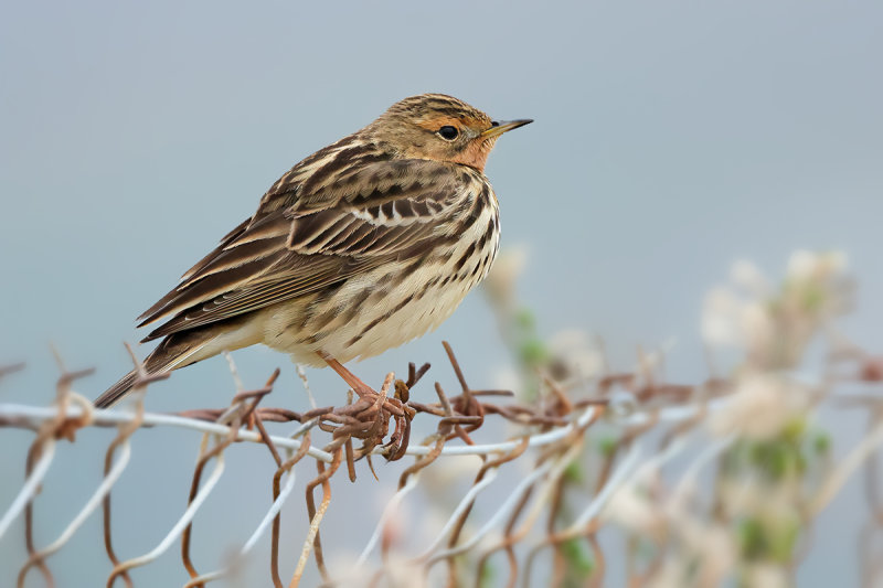 Red-throated Pipit (Anthus cervinus)