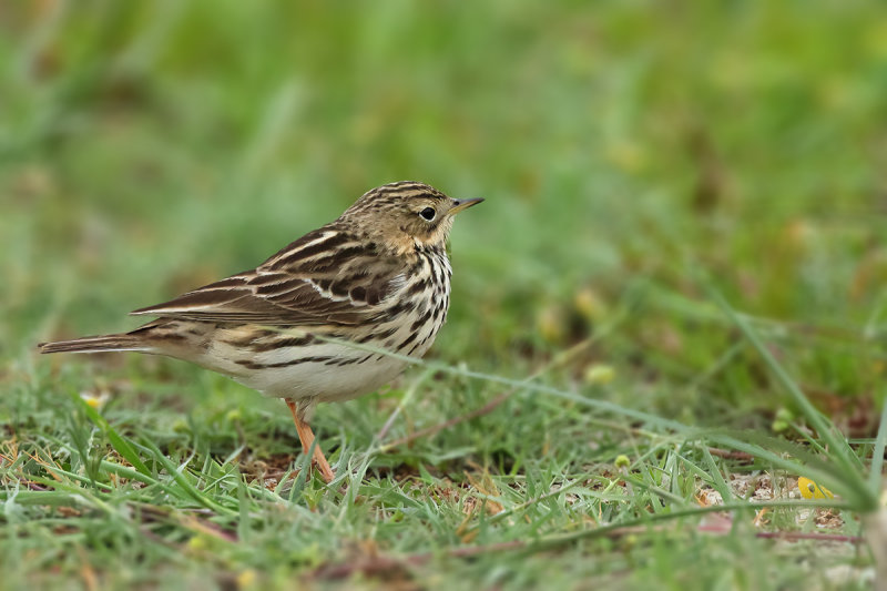 Red-throated Pipit (Anthus cervinus)