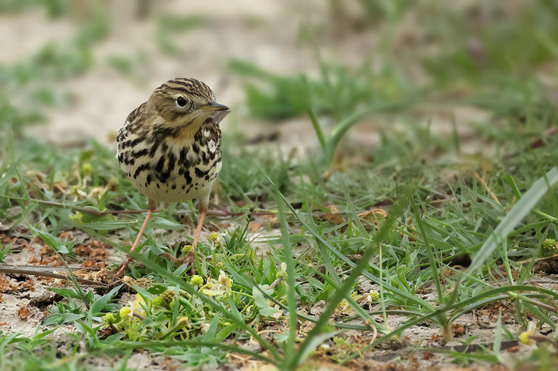 Red-throated Pipit (Anthus cervinus)