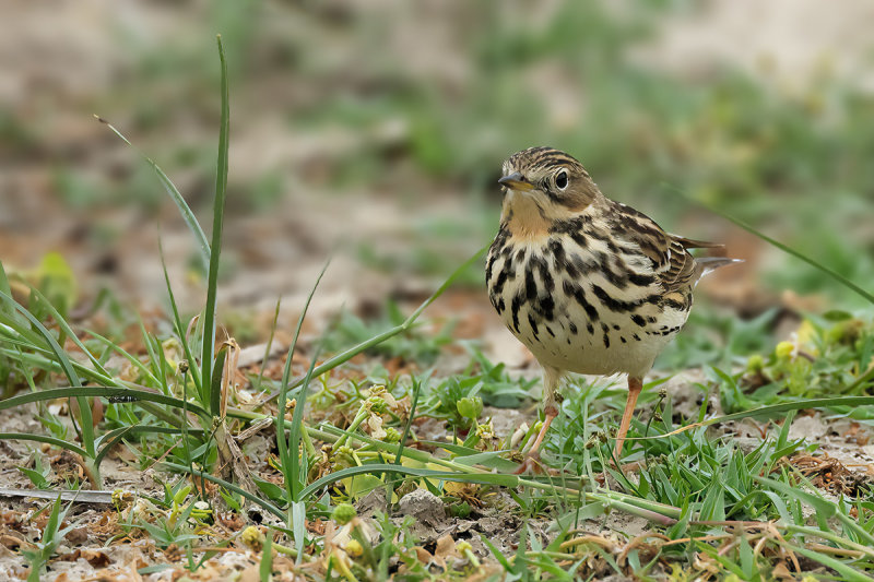 Red-throated Pipit (Anthus cervinus)