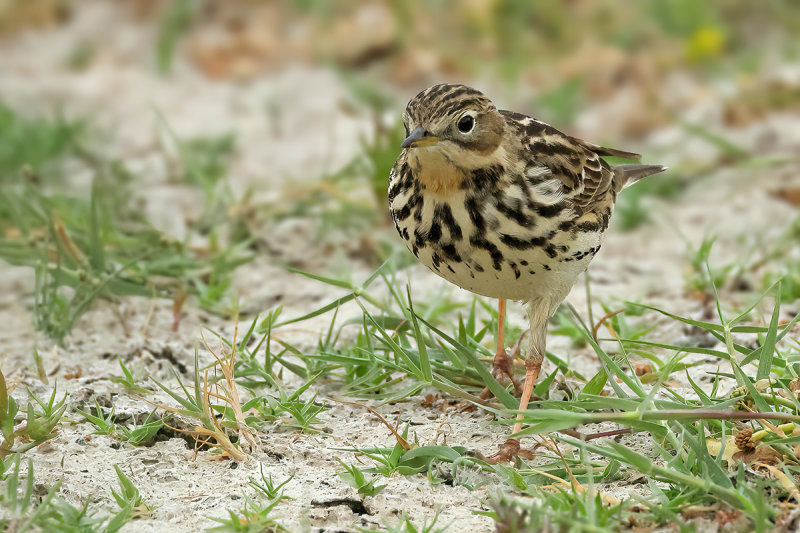 Red-throated Pipit (Anthus cervinus)