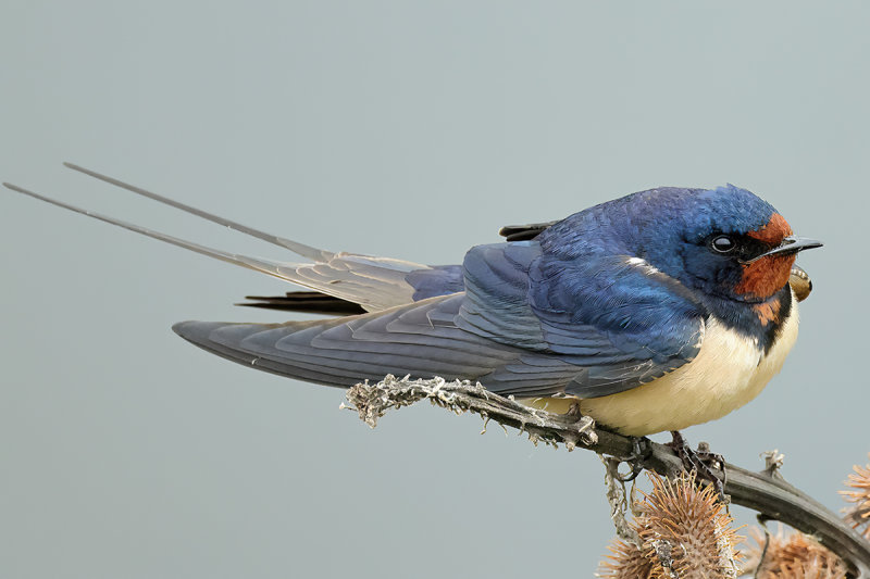 Barn Swallow (Hirundo rustica)