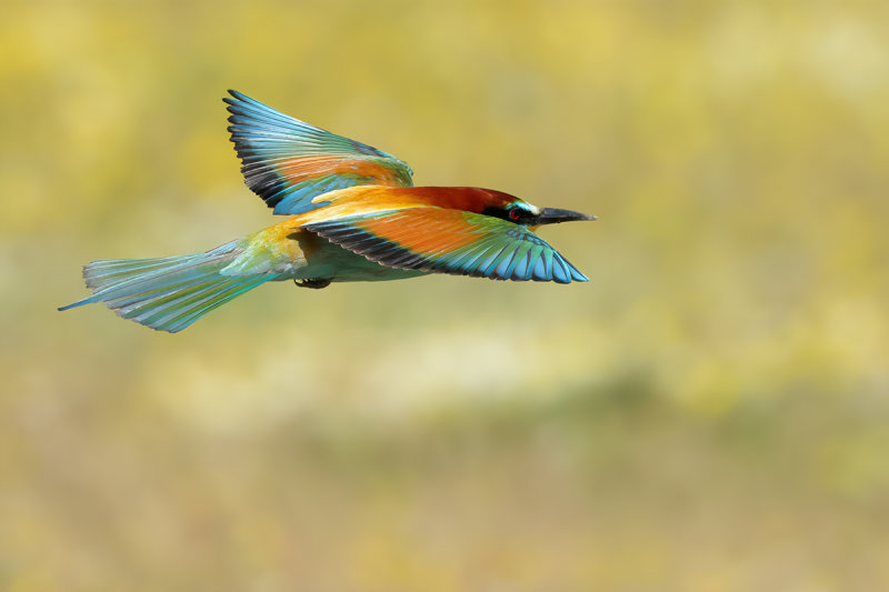 European Bee-eater (Merops apiaster)