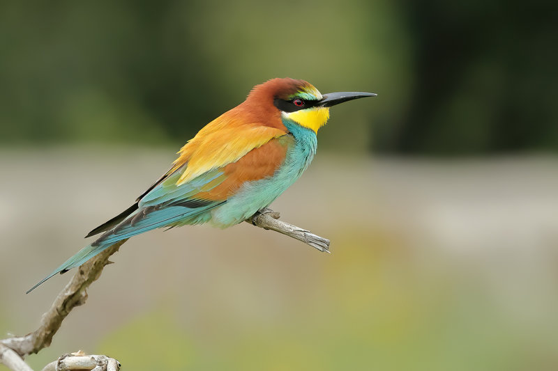 European Bee-eater (Merops apiaster)