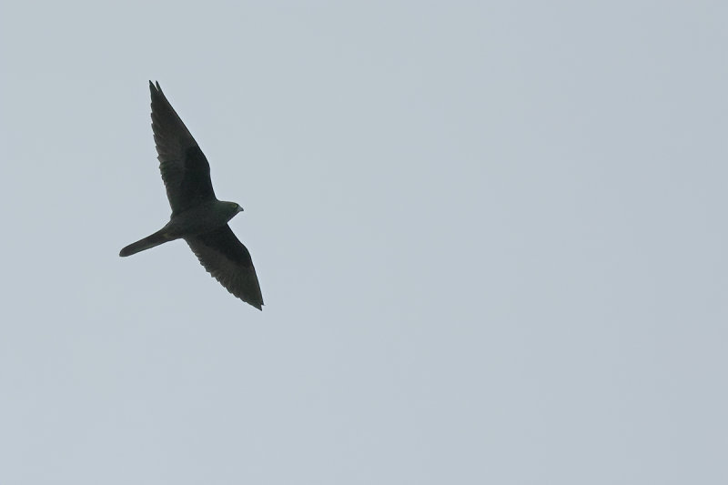 Eleonora's Falcon (Falco eleonorae)	