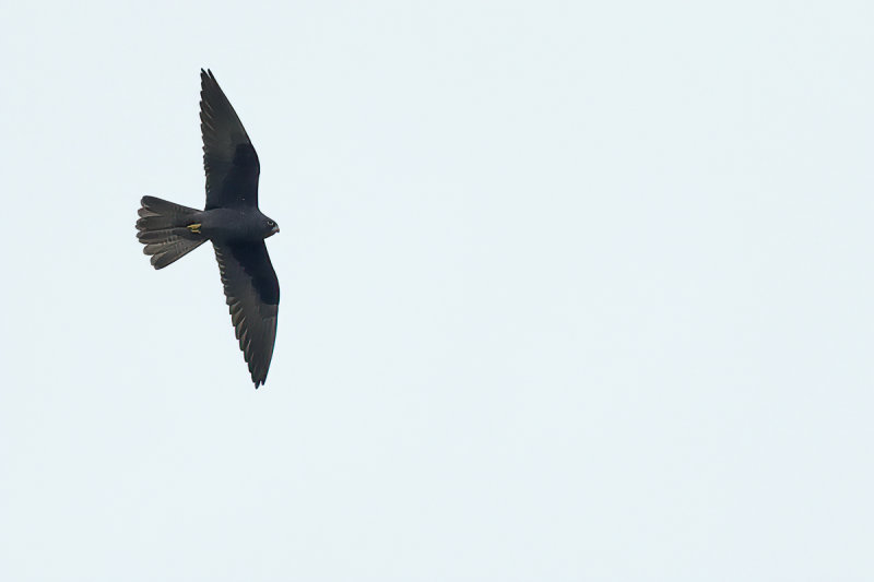 Eleonora's Falcon (Falco eleonorae)	