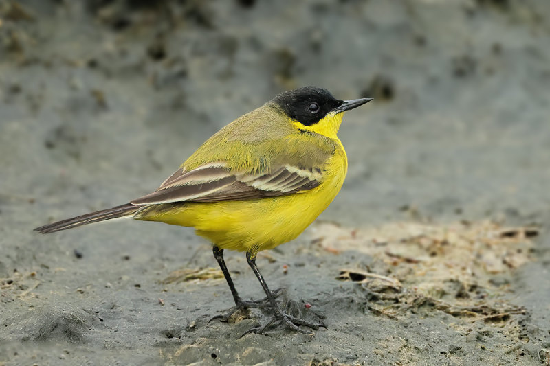  Black-headed Wagtail (Motacilla flava ssp feldegg)