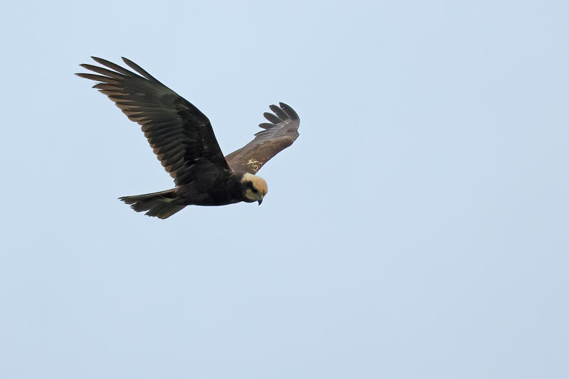 Western Marsh Harrier (Circus aeruginosus)