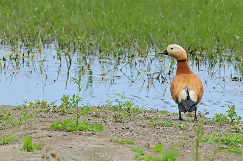 Ruddy Shelduck  (Tadorna ferruginea)