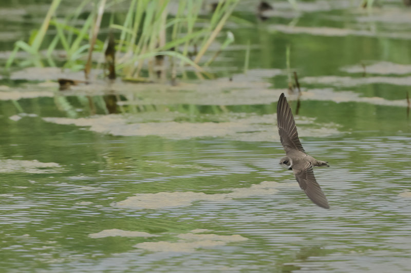 Sand Martin (Riparia riparia)