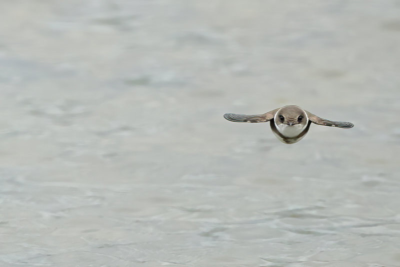 Sand Martin (Riparia riparia)