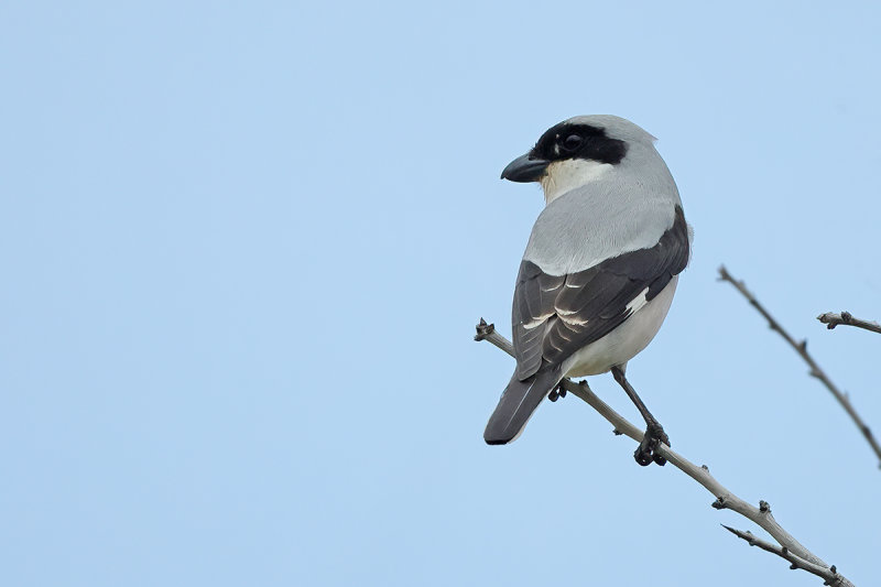 Lesser Grey shrike (Lanius minor)