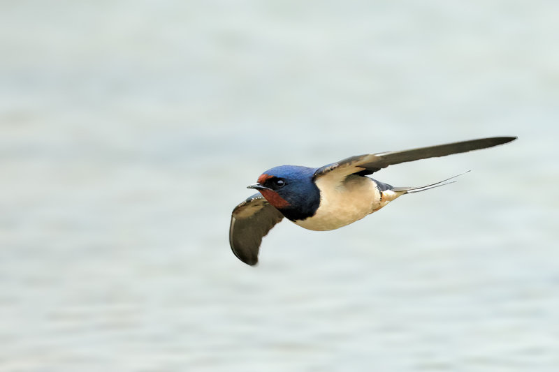 Barn Swallow (Hirundo rustica)