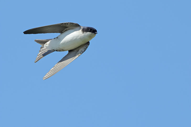 Gallery Common House Martin 