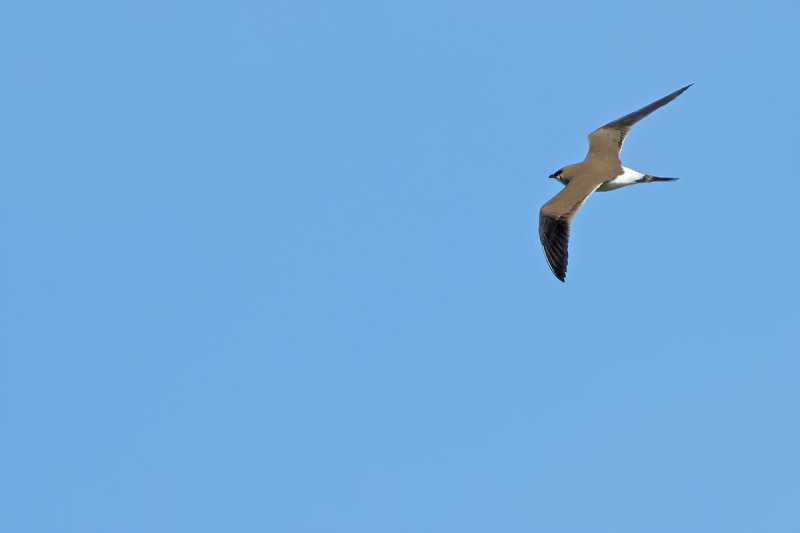 Collared pratincole (Glareola pratincola)