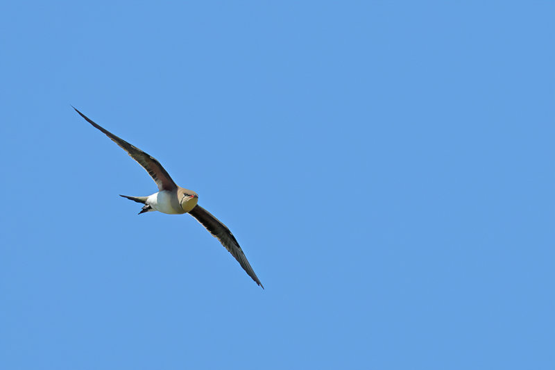 Collared pratincole (Glareola pratincola)