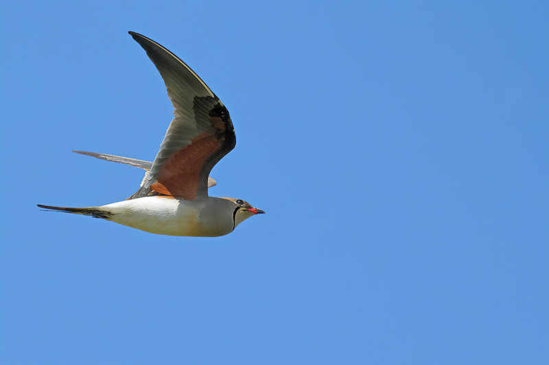 Collared pratincole (Glareola pratincola)