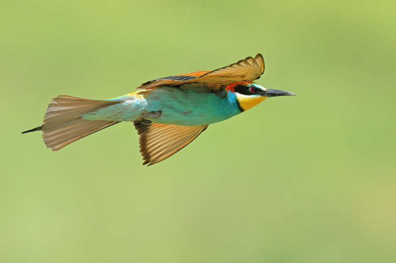 European Bee-eater (Merops apiaster)