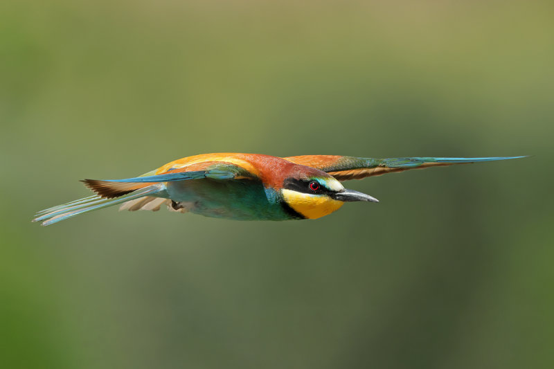 European Bee-eater (Merops apiaster)