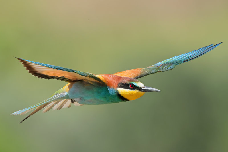 Gallery Bee-eater