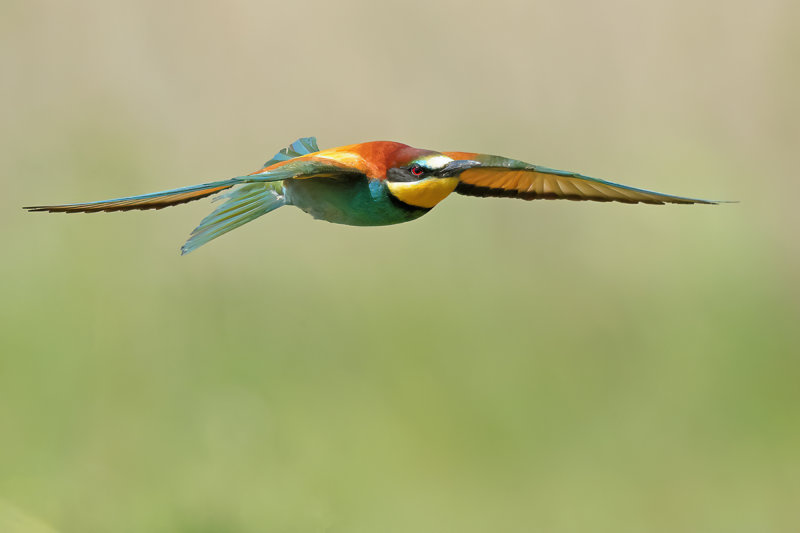 European Bee-eater (Merops apiaster)