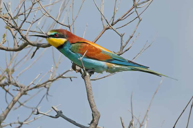 European Bee-eater (Merops apiaster)