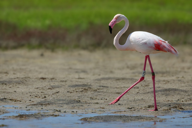 Flamingo  (Phoenicopterus roseus)