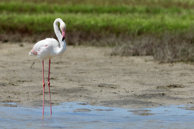 Flamingo  (Phoenicopterus roseus)