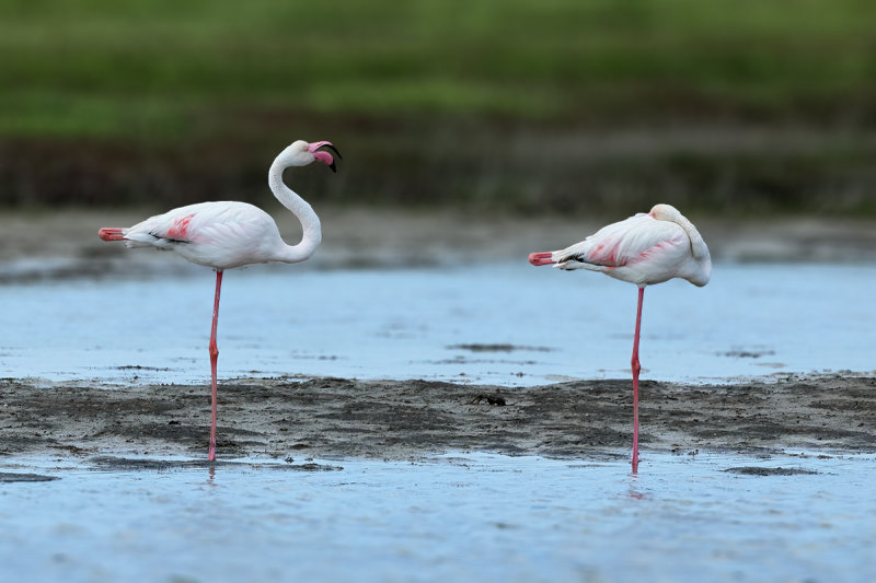 Flamingo  (Phoenicopterus roseus)