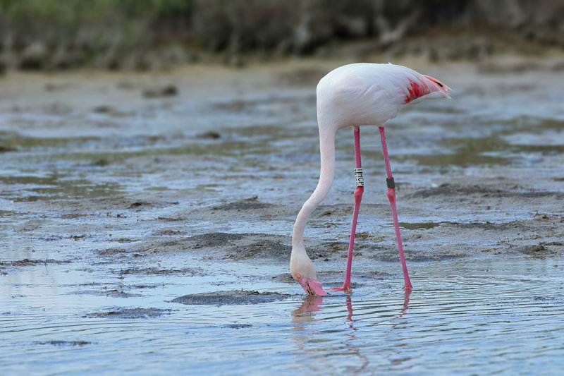 Flamingo (Phoenicopterus roseus)