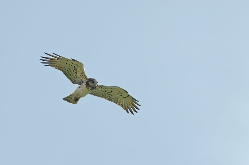 Short-toed Eagle (Circaetus gallicus)