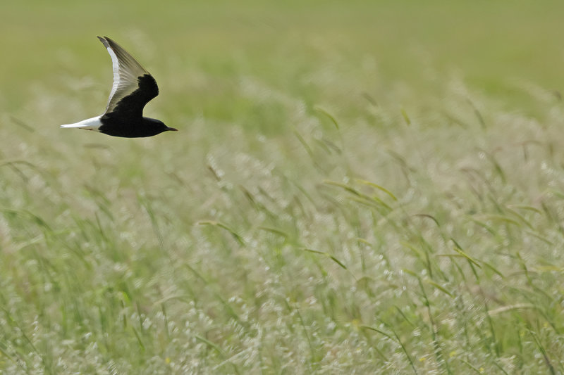 White-winged Black Tern (Chlidonias leucopterus)