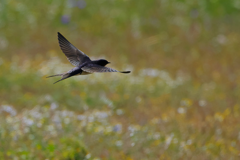 Barn Swallow (Hirundo rustica)