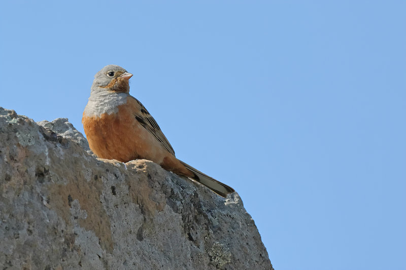 Cretzschmar's Bunting (Emberiza caesia)