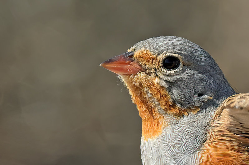 Cretzschmar's Bunting (Emberiza caesia)