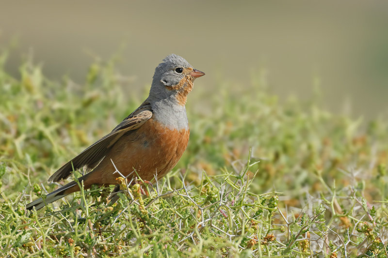 Cretzschmar's Bunting (Emberiza caesia)