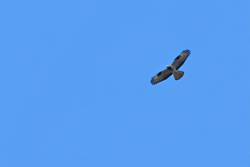 European honey buzzard (Pernis apivorus)