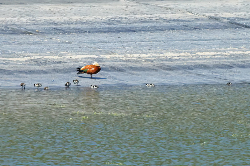 Ruddy Shelduck  (Tadorna ferruginea)