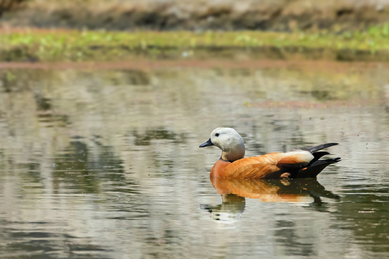 Ruddy Shelduck  (Tadorna ferruginea)