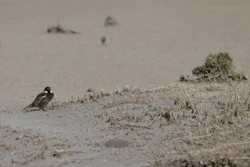 Spanish Sparrow  (Passer hispaniolensis)