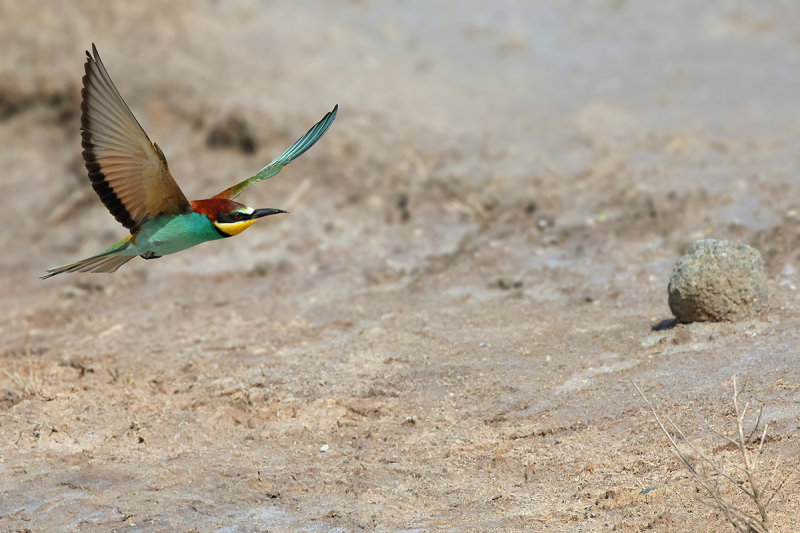 European Bee-eater (Merops apiaster)