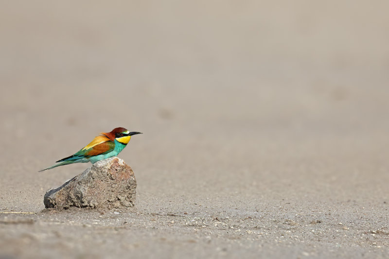 European Bee-eater (Merops apiaster)