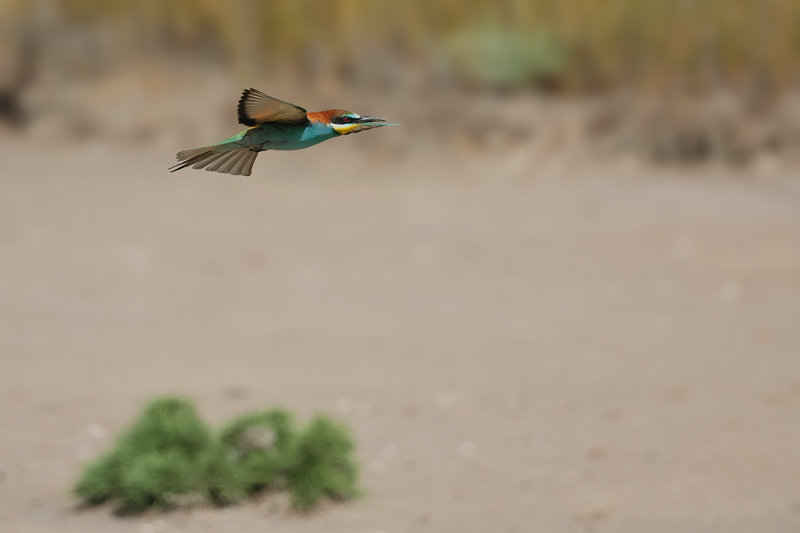 European Bee-eater (Merops apiaster)