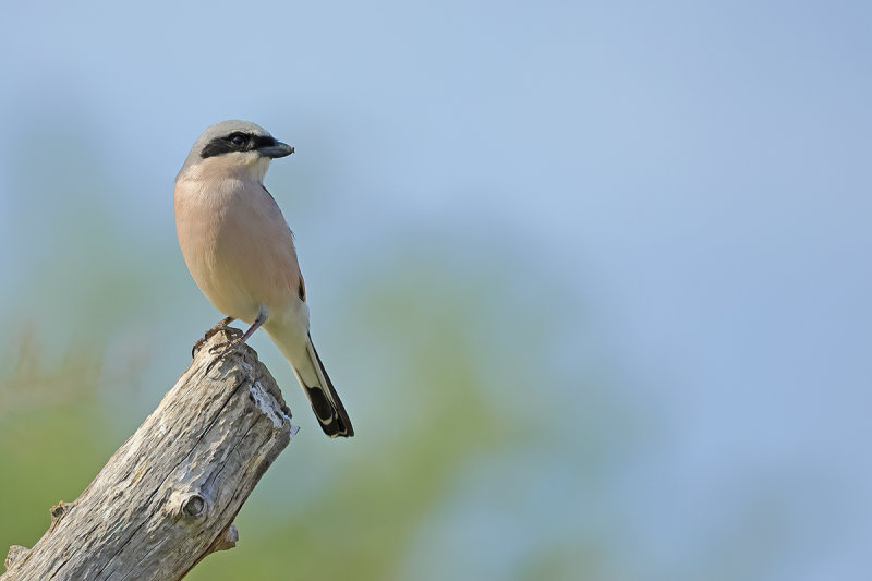 Red-backed Shrike (Lanius collurio)