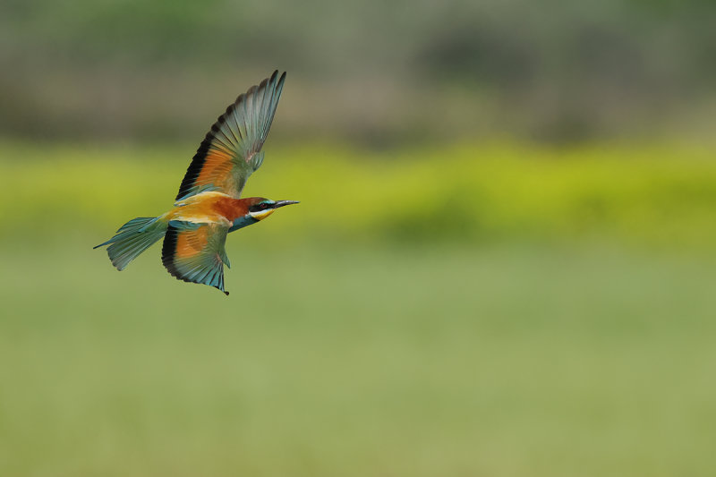 European Bee-eater (Merops apiaster)