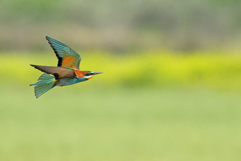 European Bee-eater (Merops apiaster)