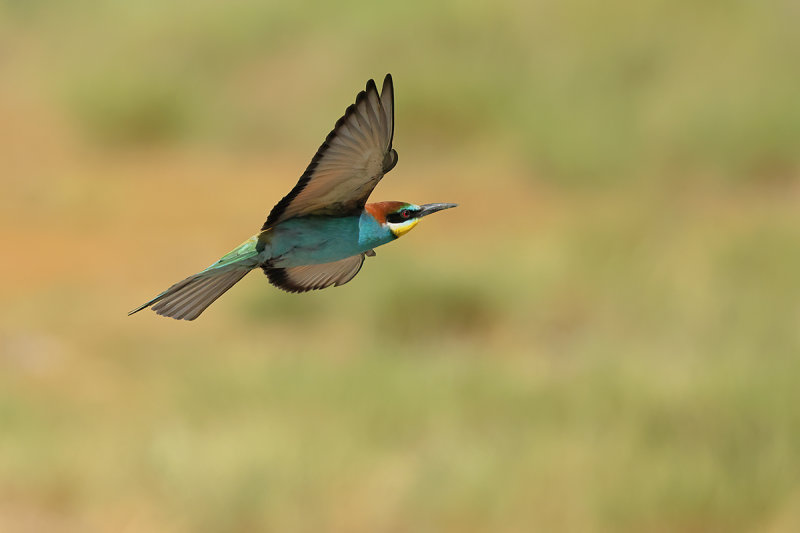 European Bee-eater (Merops apiaster)