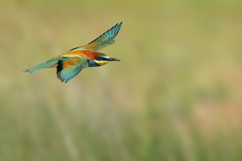 European Bee-eater (Merops apiaster)