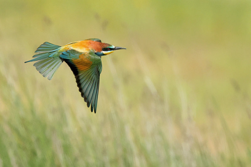 European Bee-eater (Merops apiaster)